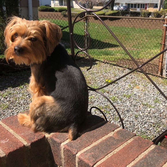 Meet your Posher, Bu - Picture 1 of 1